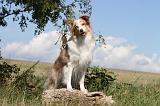 BORDER COLLIE 049